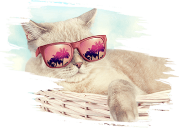 Cat posing in her sunglasses