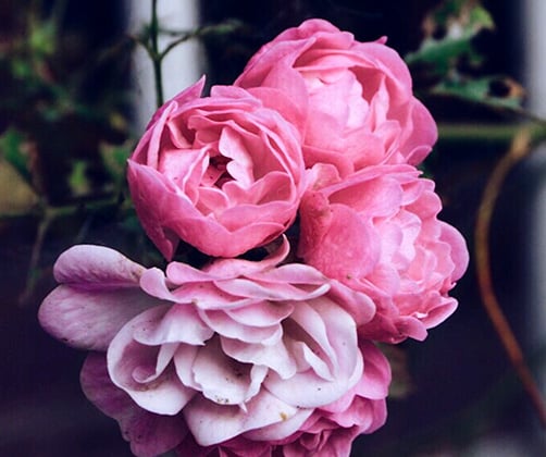 mt-1433-home-gallery-small2